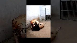 The KING of all BEAST Vs The LORD of the JUNGLE (LION VS TIGER)