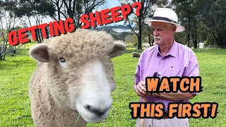 Getting Sheep For Your Hobby Farm? Watch First!