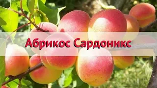 Абрикос обыкновенный Сардоникс 🌿 Обзор: посадка и уход. саженцы абрикоса: описание и особенности