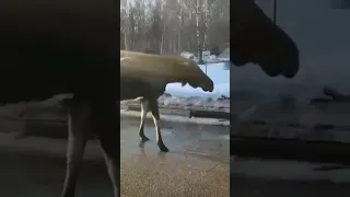 Лось пришёл к жителям. Омск. 25 марта.Полное видео на канале.