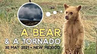 30 May 2021: A bear and a tornado in New Mexico