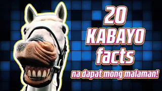 20 KABAYO FACTS na Dapat Mong Malaman! | Hayup Yan TV