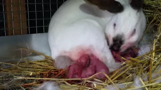 Rabbit Giving Birth to 18 Baby Bunnies!