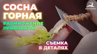 СОСНА ГОРНАЯ ГОЛД ГЛОУ ПРИВИВКА ВЕСНОЙ | СОСНА ГОРНАЯ