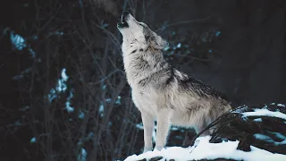 Wolf howl - Wolves in Belarus. Why Do Wolves Howl? | Film Studio Aves