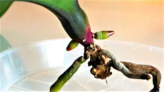 Быстро нарастить корни Орхидеи, самый простой и работающий метод/Реанимация Орхидеи