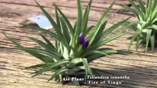 Air Plants: Biology and Diversity