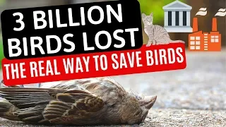 How To Save Birds