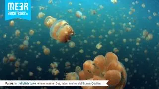 Jellyfish Lake / Ongeim'l Tketau