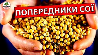 Сівозміна сої. Після якої культури краще сіяти сою?