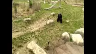 goose and gorilla square off which animal is the true thug