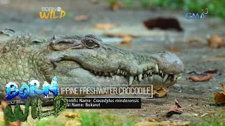 Born to be Wild: Is 'Andeng' the first-ever hybrid crocodile in the Philippines?