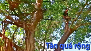 Cưa cây Xanh siêu khủng trên dây điện / Sawing super green trees on electric wires | T606