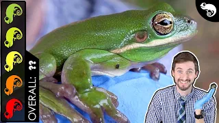 Green Tree Frog, The Best Pet Amphibian?
