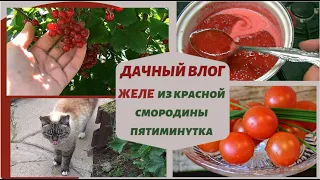 ✅Дачный влог✅Желе из красной смородины✅Обрезать или нет листья томатов✅Новая кошка @SubTatiana