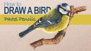 Pastel Pencils - How to Draw a Bird