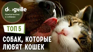 ТОП 5 Пород собак, которым НРАВЯТСЯ кошки