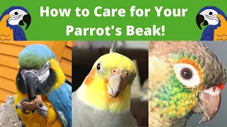 How to Care for Your Parrot's Beak! | Tips & Tricks | BirdNerdSophie