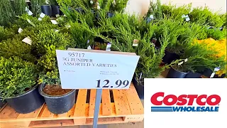 Сostco Wholesale.  Spring, Garden 🪴Plants, Bushes, Trees 🌲 Flowers and more  Sales, Clearance.