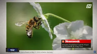 Новый вирус может уничтожить пчёл во всем мире | Между строк