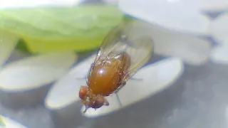 Lalat Kecil Jingga Mata Merah Kalimantan ~ Lalat Tambun Yang "Suka Main" Di Perkebunan Dan Pertanian