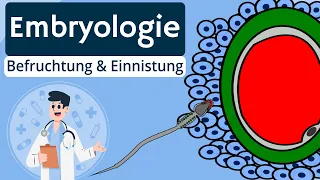 Embryologie - Befruchtung und Implantation einfach erklärt