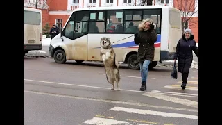 Пёс Фидель гуляет по Воронежу на задних лапах