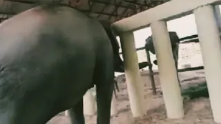 Kaavan's first connection with an Elephant in years | Cambodia