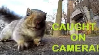 Squirrel Takes A Liking To A GoPro Camera