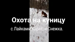 Охота на куницу с Лайками