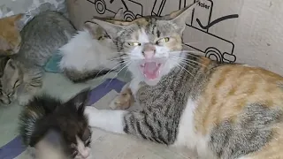 Abandoned Kitten Begging Mother Cat To Adopt Him || Kitten Is Not Ready To Leave Them ||