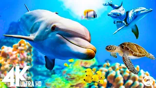 Aquarium 4K VIDEO (ULTRA HD) - Stunning 4K Underwater footage - Sleep Relaxing Meditation Music