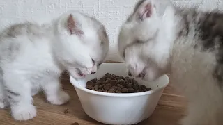 Kittens first eat dry food then they call their mom cat and eat milk 😇