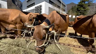 Agriculture : Comice agricole de la Vallée de la Tarentaise