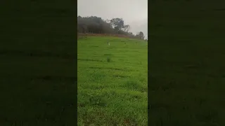 aproveitando a chuva e jogando ureia no pasto