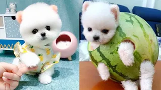 Tik Tok Chó Phốc Sóc Mini 😍 Funny and Cute Pomeranian #229