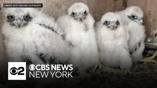 4 peregrine falcon chicks in New York need names. Here's how you can help pick them.