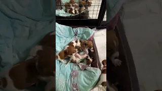 Чесята 🐶😍🥰 / ч.3