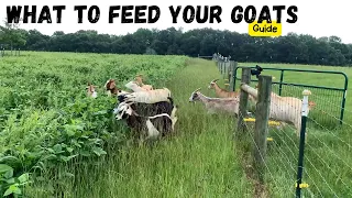 The Ultimate Guide to Feeding Goats | What do I feed my Goats?
