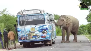 A severe elephant attack on a bus  People fall down in fear     7
