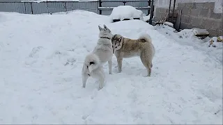 ЧАКУ НЕВЕСТА ПРИЕХАЛА