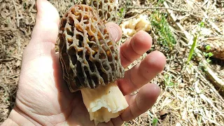 Morel Mushrooms in a Spruce Forest