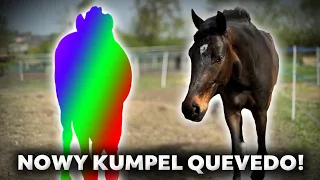 QUEVEDO BĘDZIE MIAŁ KUMPLA NA PADOK? 🐴😍| Szykujemy się na skoki! 💪🏼