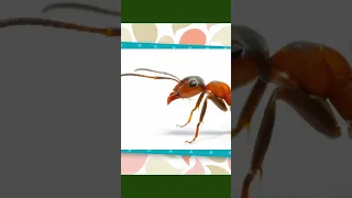 Innsect Facts  - Amazing Insects  - Ants -  Bommi & Friends , 3d Animation  #shorts