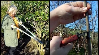 Easy Sambucus / Elder Pruning - annual prune & rejuvenating pruning