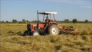 Fiatagri 45-66 e voltafieno Galfrè [FHD]