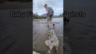 Cutest aussie puppy doing a trend 😍