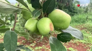 How do you graft these Apple trees 🍎?