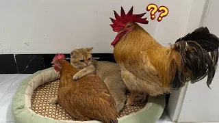 The kitten hugged the hen to sleep, afraid that the hen would run away! The rooster was surprised❤️