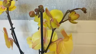 Новинка!Биг лип Phal. Mango 🥭🌺🌿!